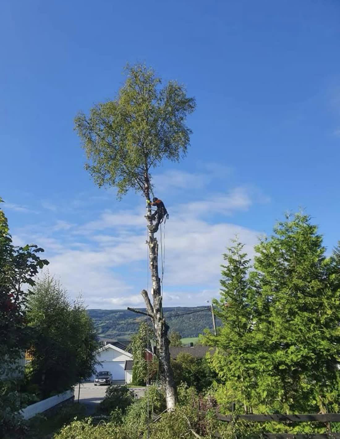 Klatrer i toppen av en bjørk mot blå himmel, med hus og fjell i bakgrunnen