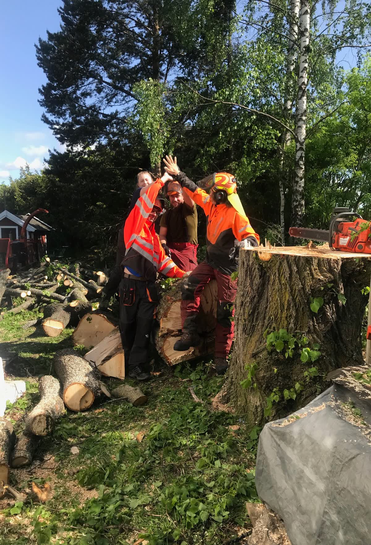 Laget i oransje arbeidsklær ved stubben av et nyfelt tre